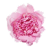 Peony